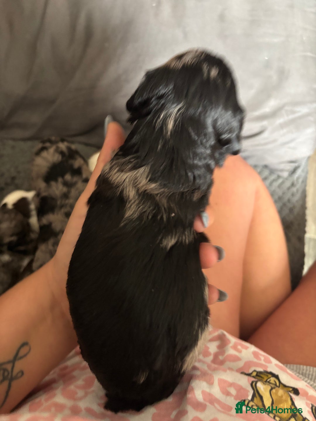 Cockapoo dogs for sale: Merle cockerpoo puppies for sale  - Image 4