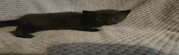 Mixed Breed cats for sale: 5 beautiful kittens  - Advert 16