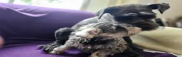 Miniature Schnauzer dogs for sale: Waiting list for KC reg Miniature Schnauzer pups   - Advert 3