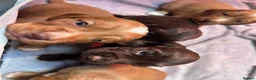 Cocker Spaniel dogs for sale: KC reg Working Cocker Spaniel Puppies  - Advert 13