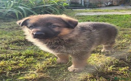 German Shepherd dogs for sale: KC reg German Shepherd Puppies - Family dogs - Image 10