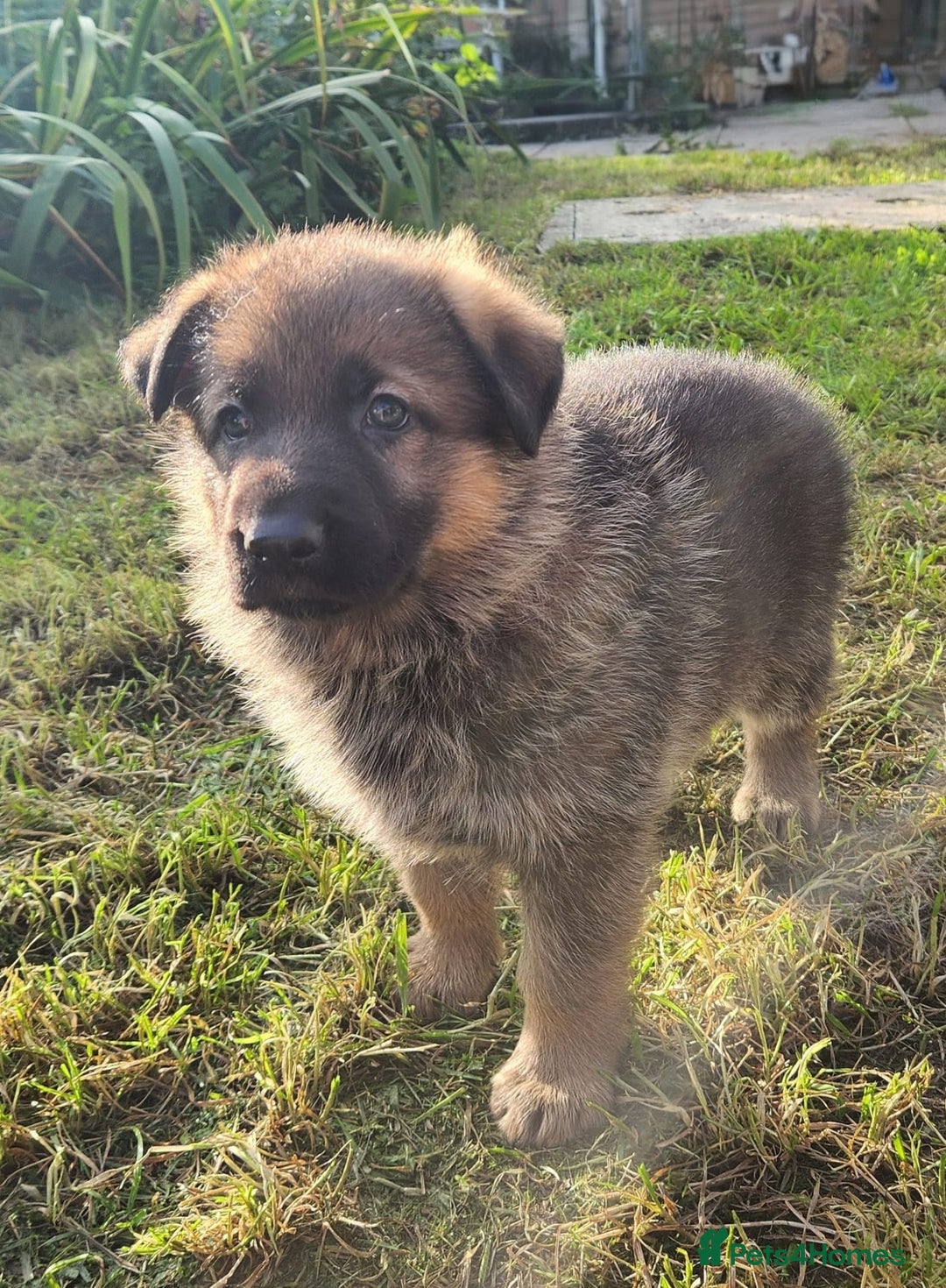 German Shepherd dogs for sale: KC reg German Shepherd Puppies - Family dogs - Image 10