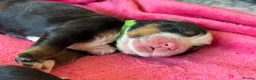 Bernese Mountain Dog dogs for sale: Beautiful Bernese Mountain Dog Puppies in Eye - Advert 9
