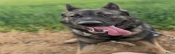 German Shepherd dogs for stud: Working line German shepherd for stud  - Advert 5