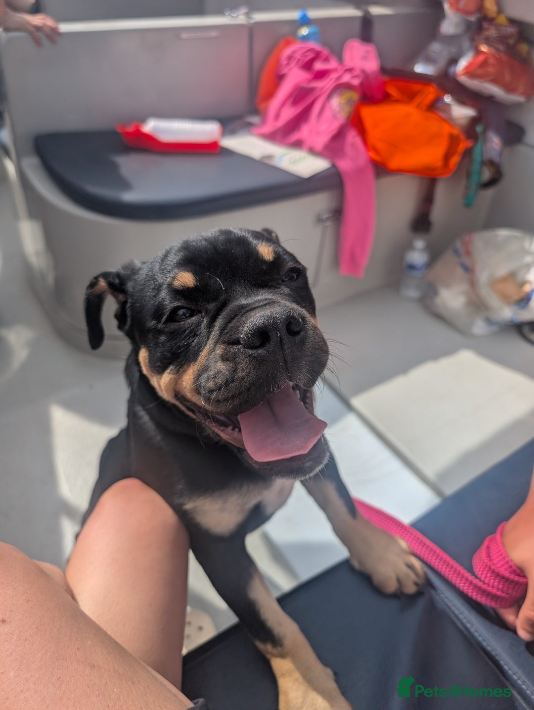 Mixed Breed dogs for sale: Old tyme puppy cross english - Image 4