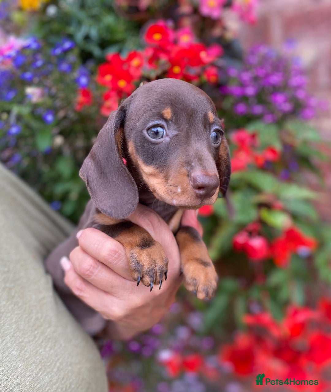 Miniature Dachshund dogs for sale: KC, PRAclear, licensed, health certificates  - Image 17