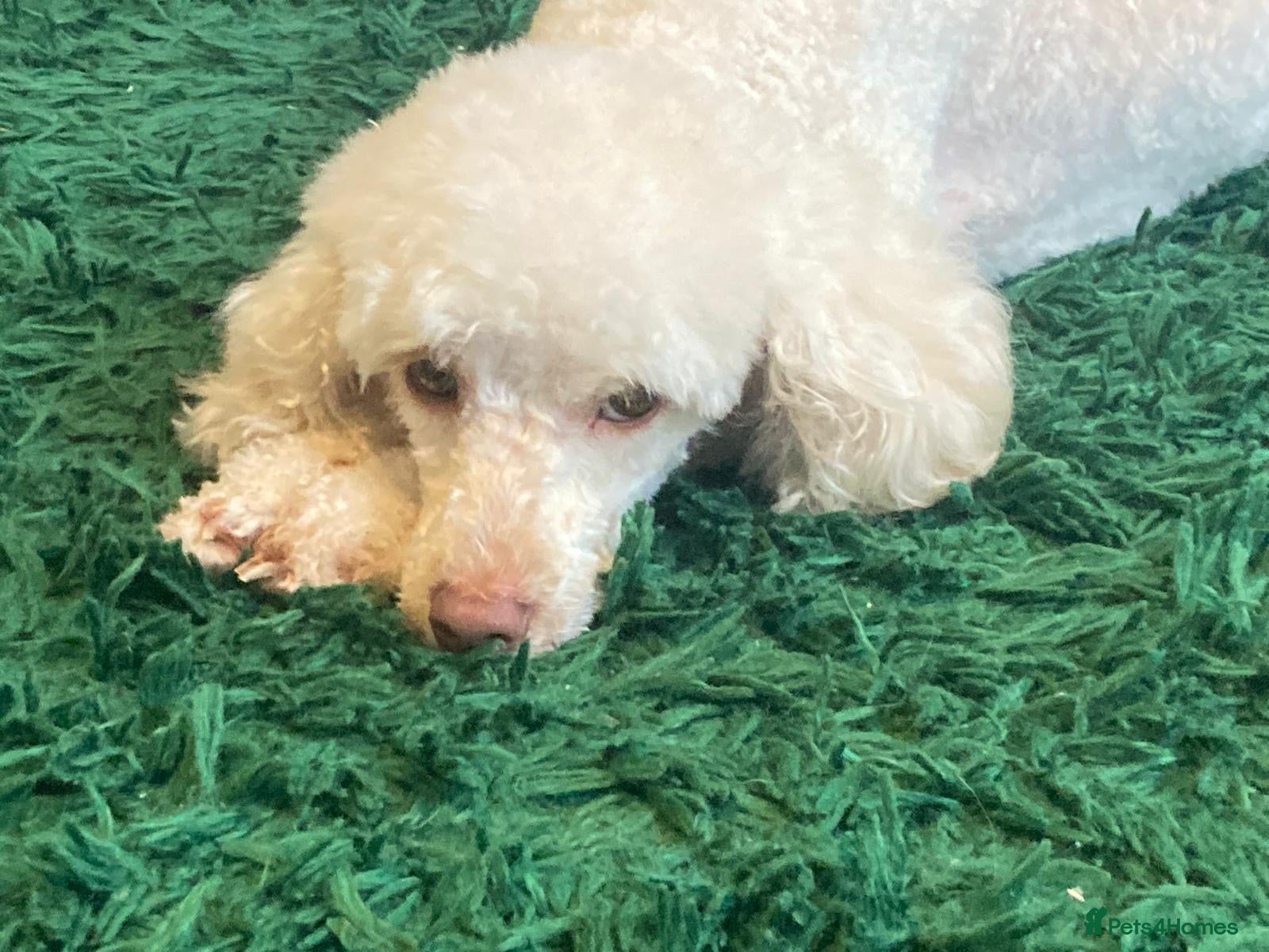 Mixed Breed dogs Little mini poodle boys! - Advert 1