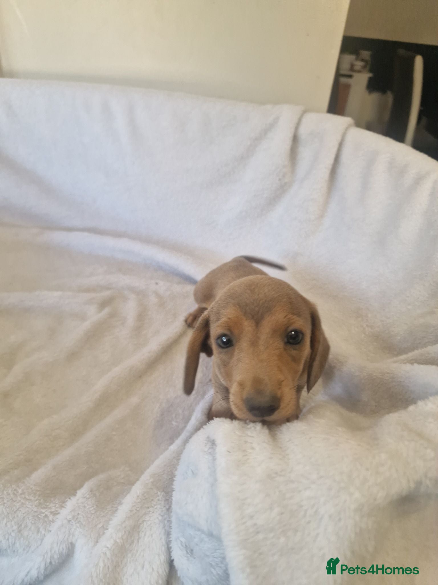 Miniature Dachshund dogs Beautiful miniature daschunds  - Advert 18