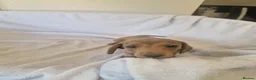 Miniature Dachshund dogs for sale: Beautiful miniature daschunds  - Advert 36