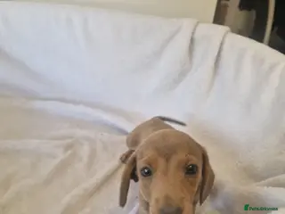 Miniature Dachshund dogs Beautiful miniature daschunds - Advert 18