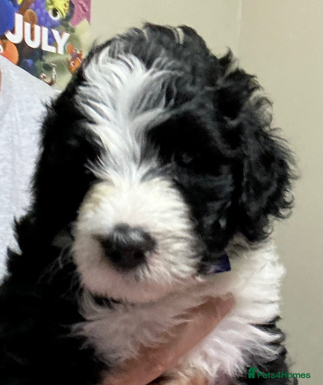 Sheepadoodle dogs for sale: Stunning Sheepadoodle puppies - Image 26