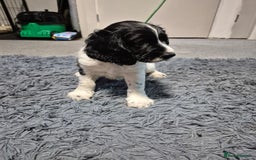 English Springer Spaniel dogs for sale: male springer  - Image 3
