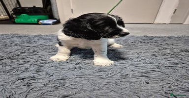 English Springer Spaniel dogs - Advert 4