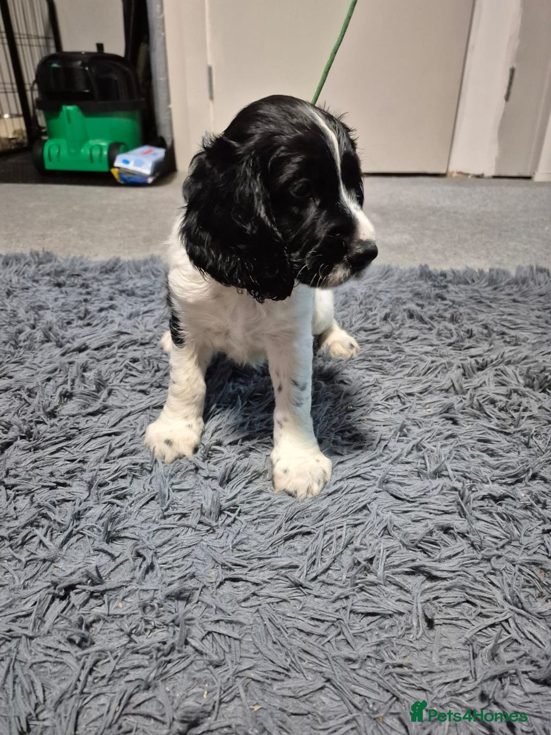 English Springer Spaniel dogs for sale: male springer  - Image 3