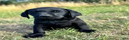 Labrador Retriever dogs for sale: Exceptional KC Labrador Puppies from Working Line  - Advert 10