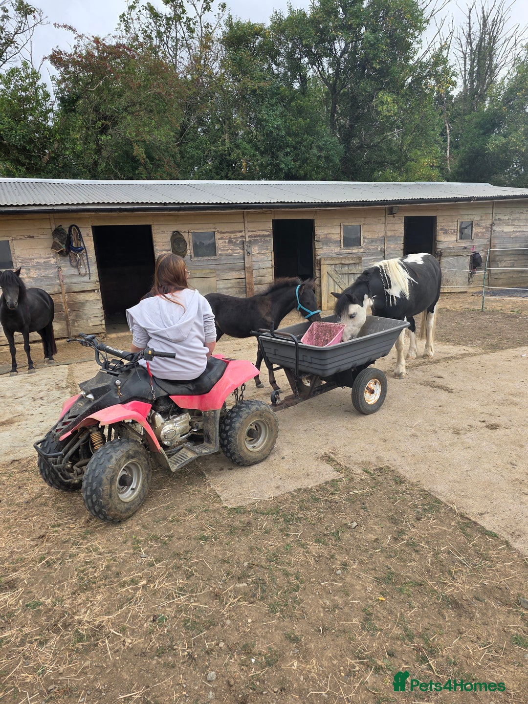Dartmoor horses for sale: *RODNEY* 6month colt - Advert 6