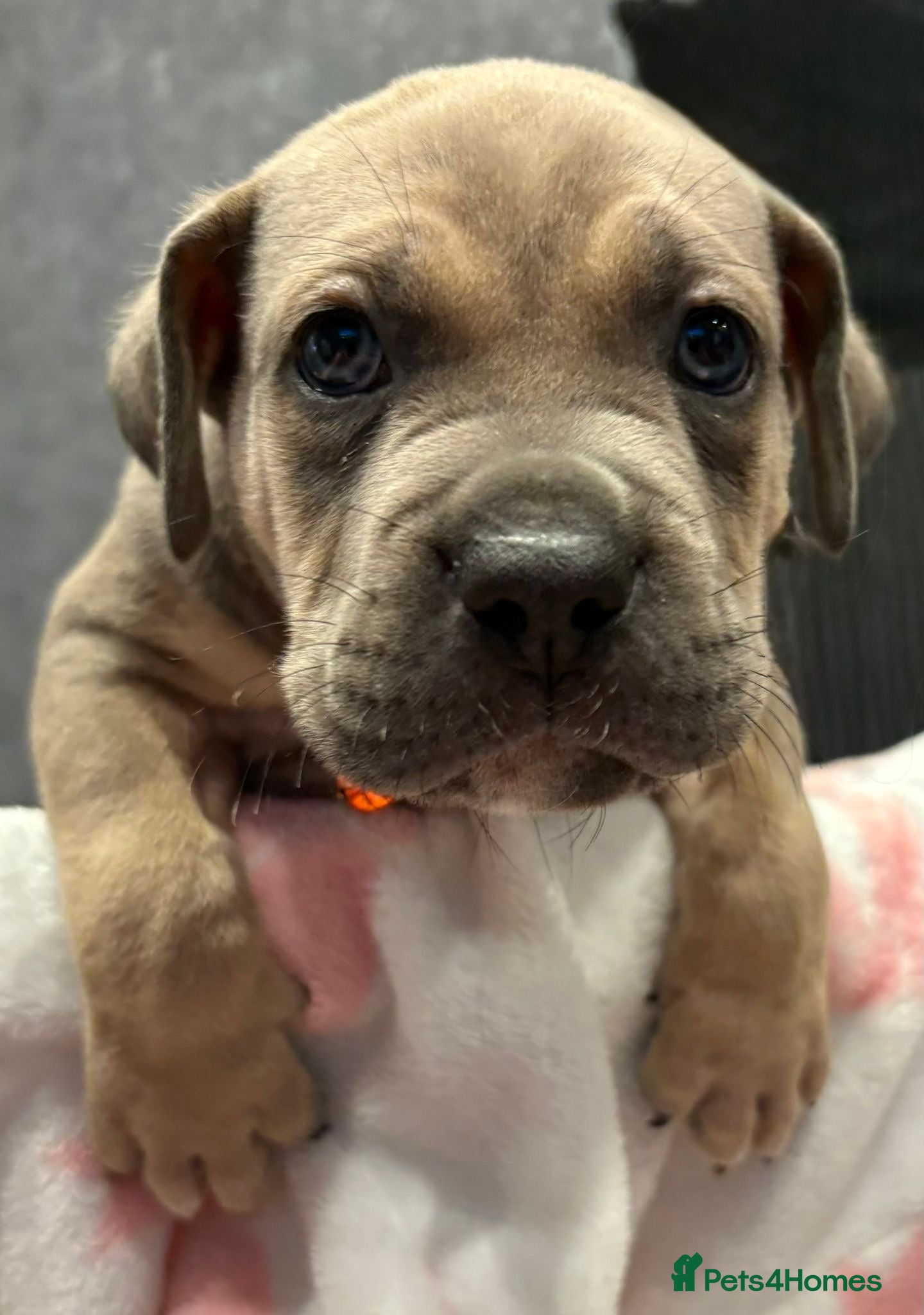 Cane Corso dogs Stunning Cane Corso x pocket Bully puppies  - Advert 5
