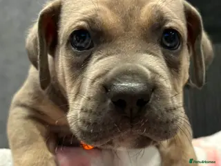 Cane Corso dogs Stunning Cane Corso x pocket Bully puppies - Advert 5