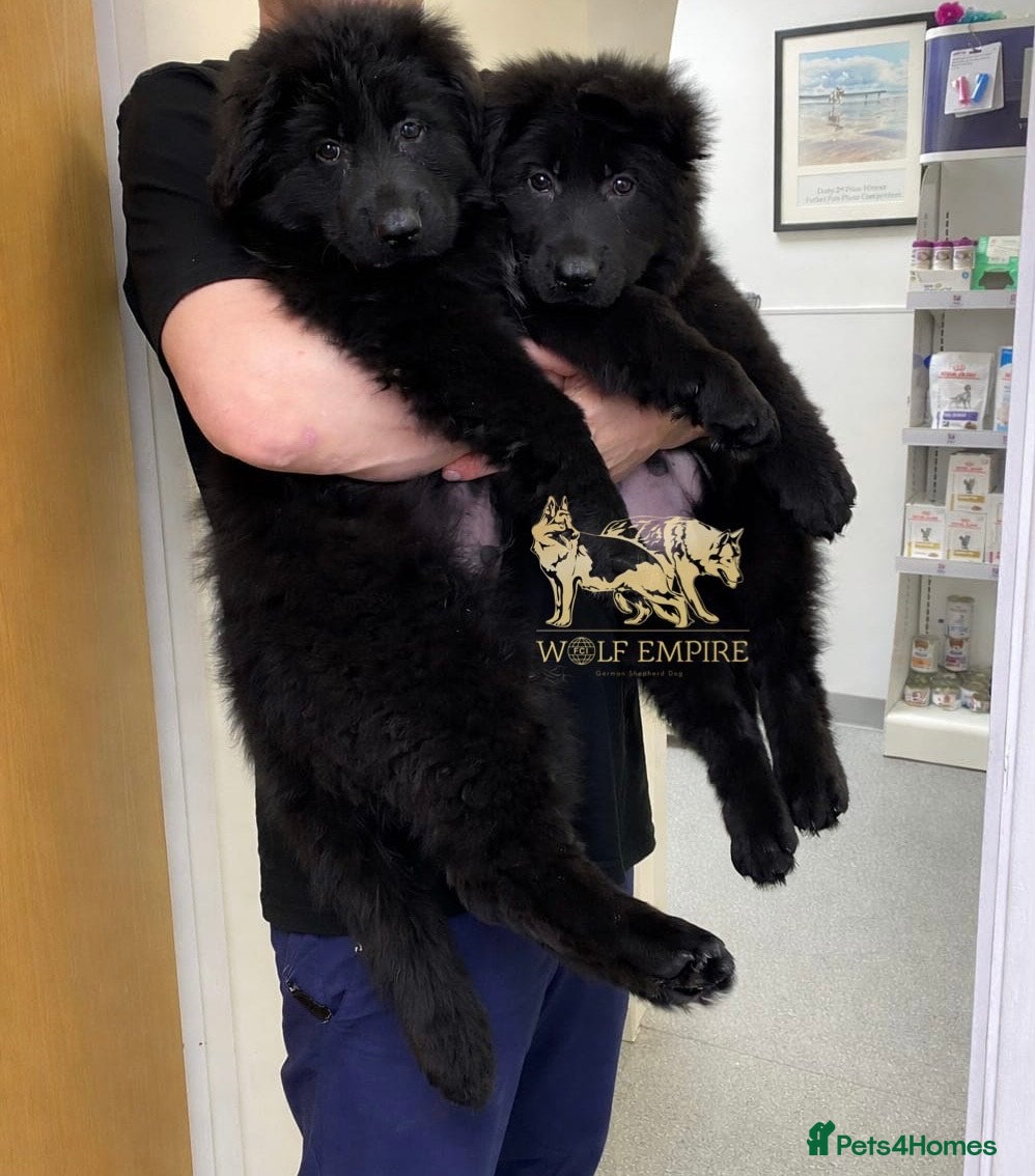 German Shepherd dogs Beautiful Long coat GSD puppies - Advert 3