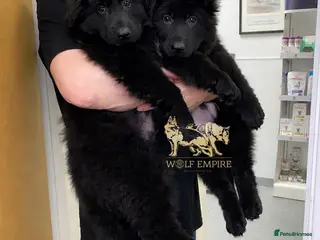 German Shepherd dogs Beautiful Long coat GSD puppies - Advert 3