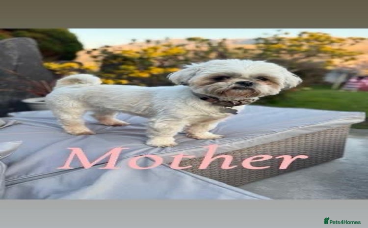 Shih Tzu dogs - Advert 1