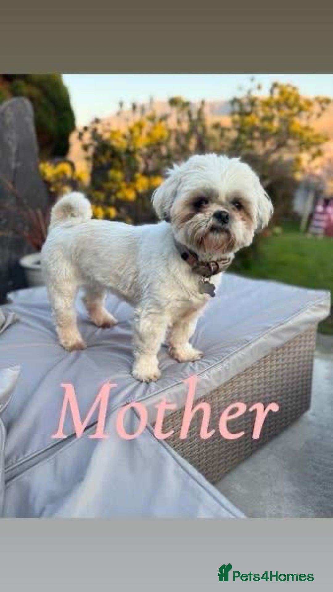 Shih Tzu dogs for sale: ⭐️Beautiful  Shih~Tzu puppies Ready 3rd October🐾 - Image 1