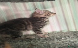 Maine Coon cats for sale: Adorable half mainecoon kittens for sale  - Image 9