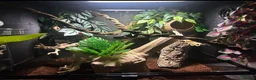 Gecko reptiles for sale: Crested gecko with tank and accessories  in Manchester - Advert 5
