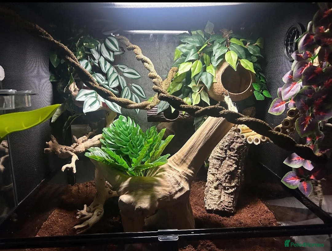 Gecko reptiles for sale: Crested gecko with tank and accessories  in Manchester - Advert 5