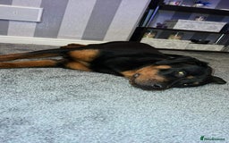 Rottweiler dogs for sale: Stunning rottweiler puppies  - Image 30