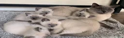 Ragdoll cats for sale: Ragdolls KITTENS AVAILABLE  - Advert 7