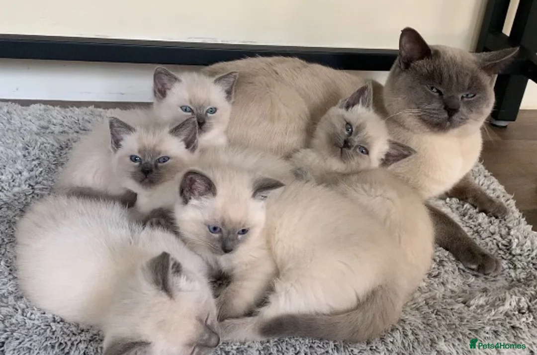 Ragdoll cats for sale: Ragdolls KITTENS AVAILABLE  - Advert 7