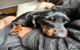 Miniature Dachshund dogs for sale: Coco needs a new home🩷🏡 - Image 12