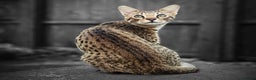 Savannah cats for sale: Loki F6 Savannah - Advert 3