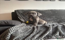 Cane Corso dogs for sale: Beautiful Cane corso Pups  - Image 17