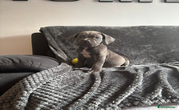 Cane Corso dogs - Advert 4