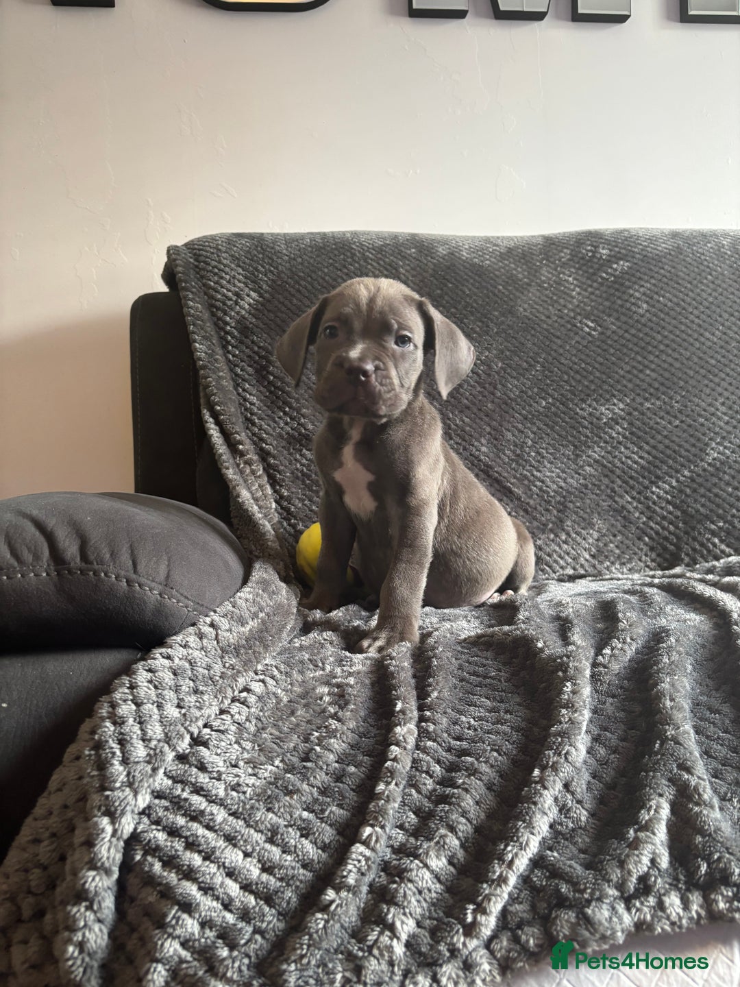 Cane Corso dogs for sale: Beautiful Cane corso Pups  - Image 17