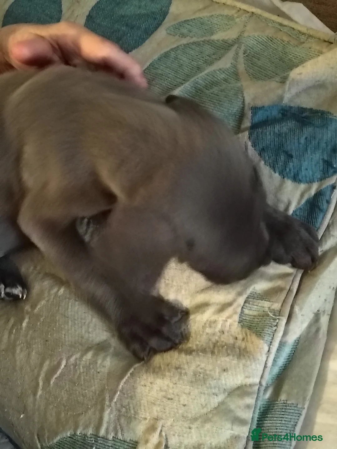 Great Dane dogs for sale: GREAT DANE PEDIGREE BLUE BOY FOR SALE - Advert 2