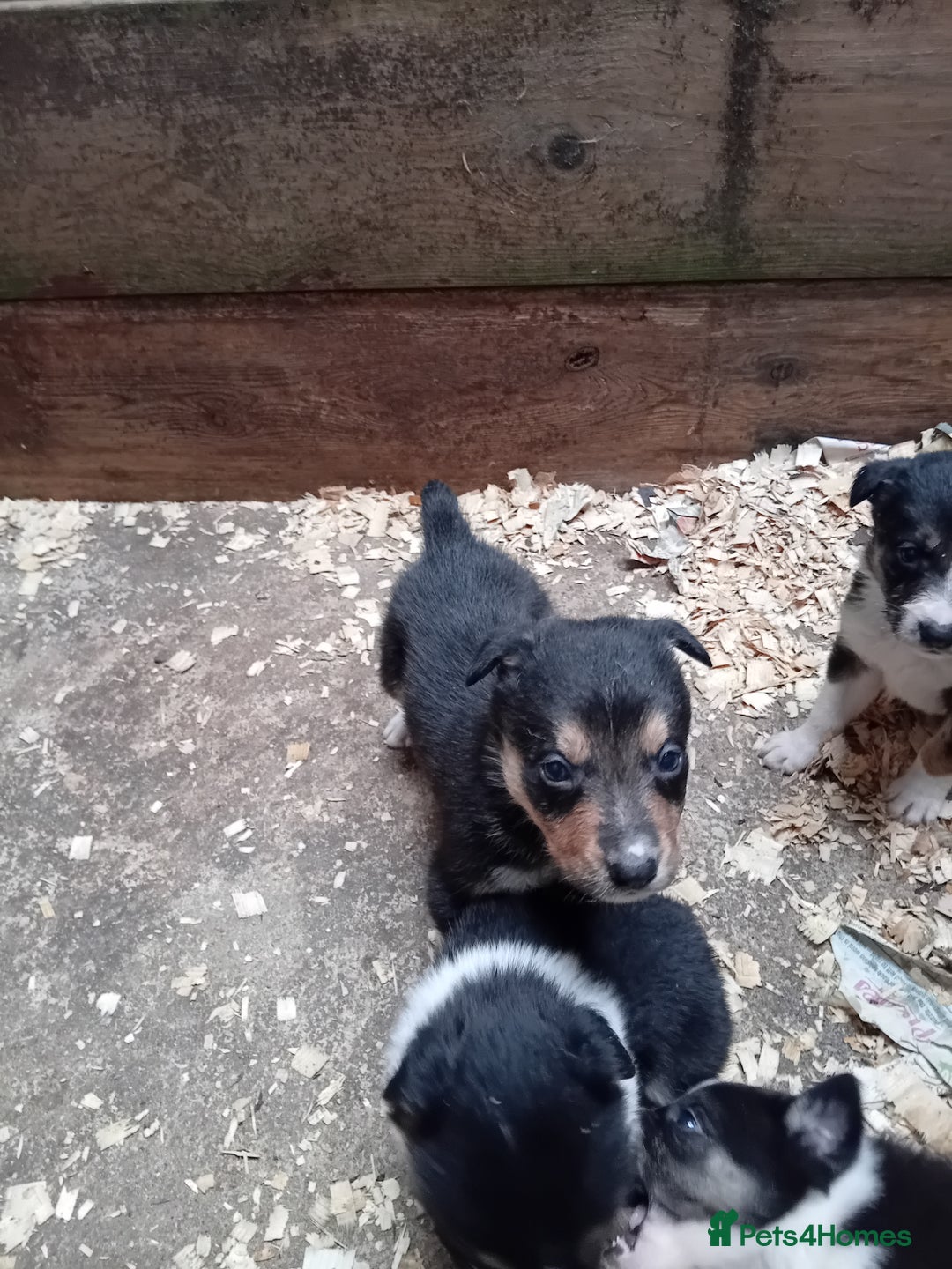 Border Collie dogs for sale: Border collie pups  - Image 4