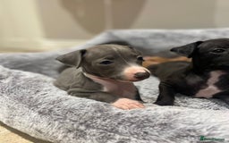 Italian Greyhound dogs for sale: Beautiful KC Reg Italian Greyhound Babies - Image 2