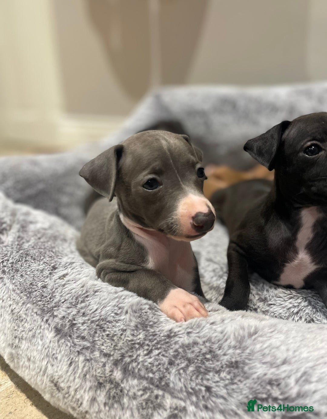 Italian Greyhound dogs for sale: Beautiful KC Reg Italian Greyhound Babies - Image 2