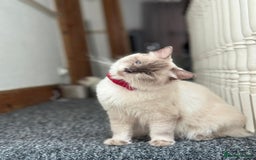 Ragdoll cats for sale: 🐾 Beautiful Blue Point Ragdoll Kittens 🐾 - Image 11