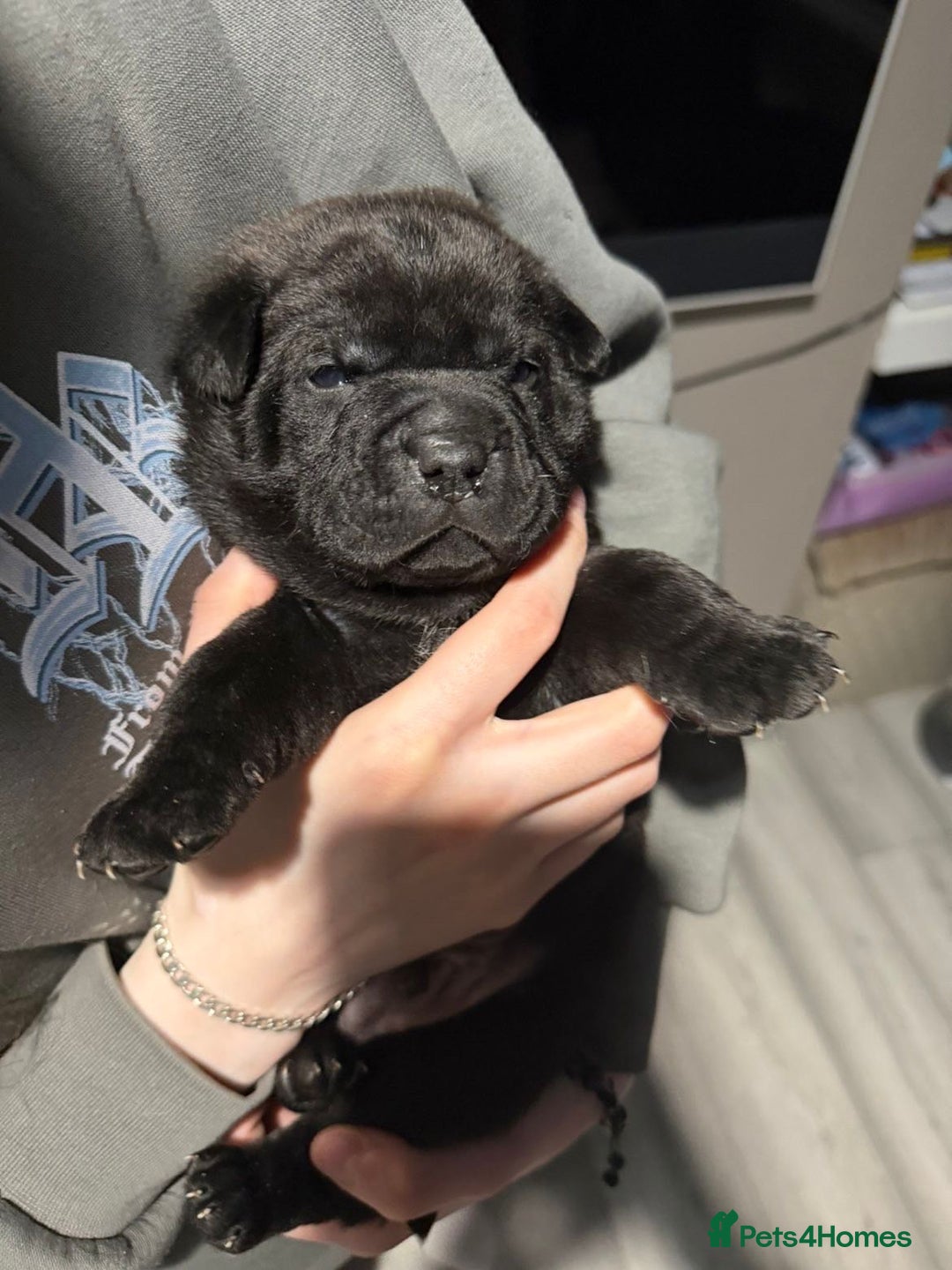 Mixed Breed dogs for sale: Beautiful cocker-Pei puppies - Advert 16