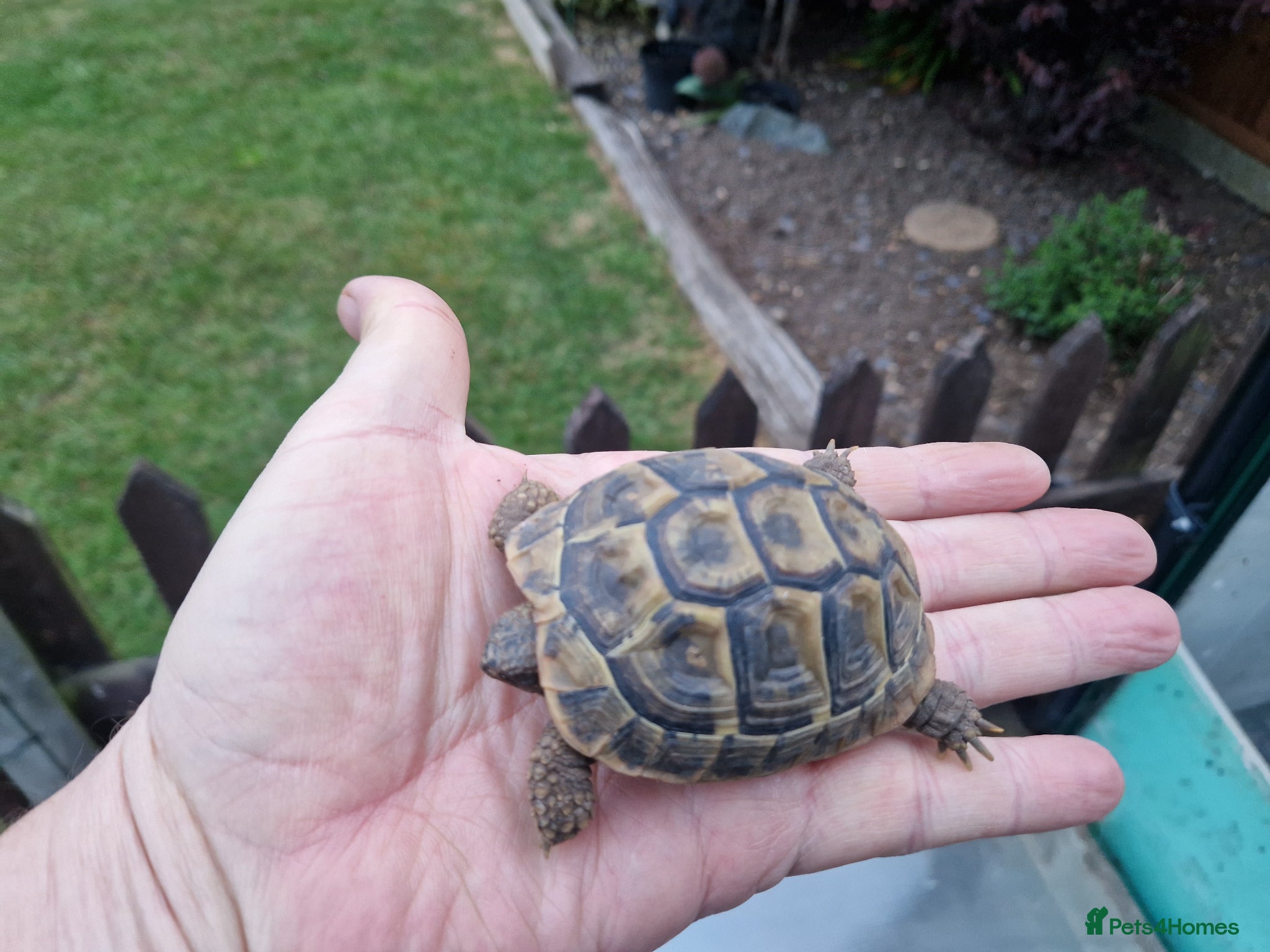 Hermann Tortoise reptiles Hermanns Tortoise - Advert 2