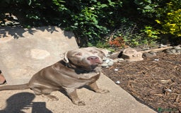 Labrador Retriever dogs for stud: Silver KC Registered Labrador For Stud 🩶 - Image 3