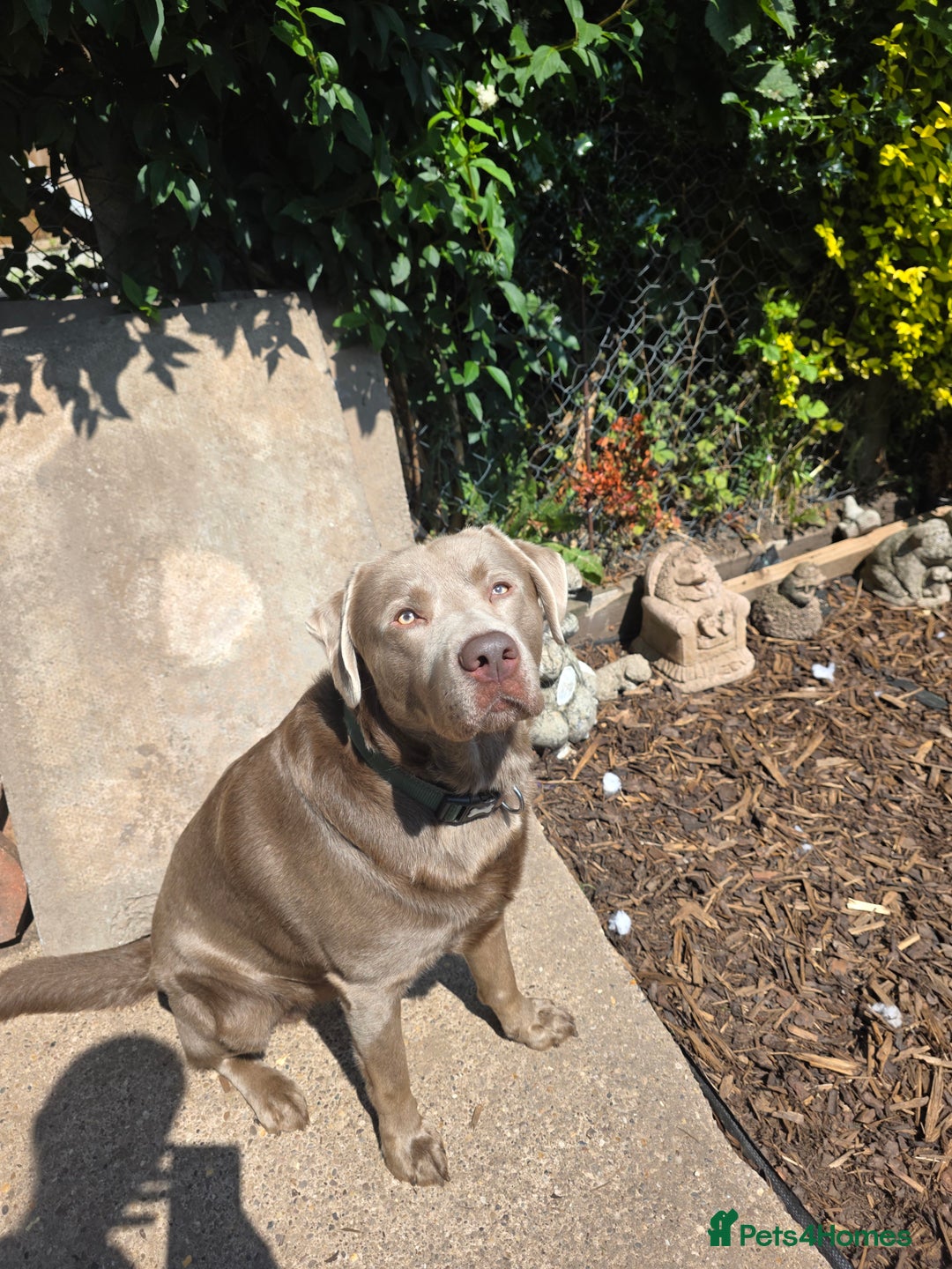 Labrador Retriever dogs for stud: Silver KC Registered Labrador For Stud 🩶 - Image 3