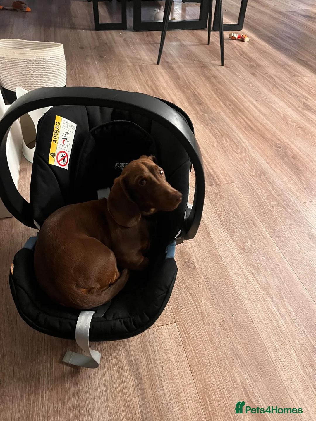 Dachshund dogs for sale: Male Dachshund  in Pontefract - Advert 6