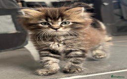 Maine Coon cats for sale: Maine Coon x Ragdoll Mix Kittens  Ready 27 Aug! 🐾 - Image 15