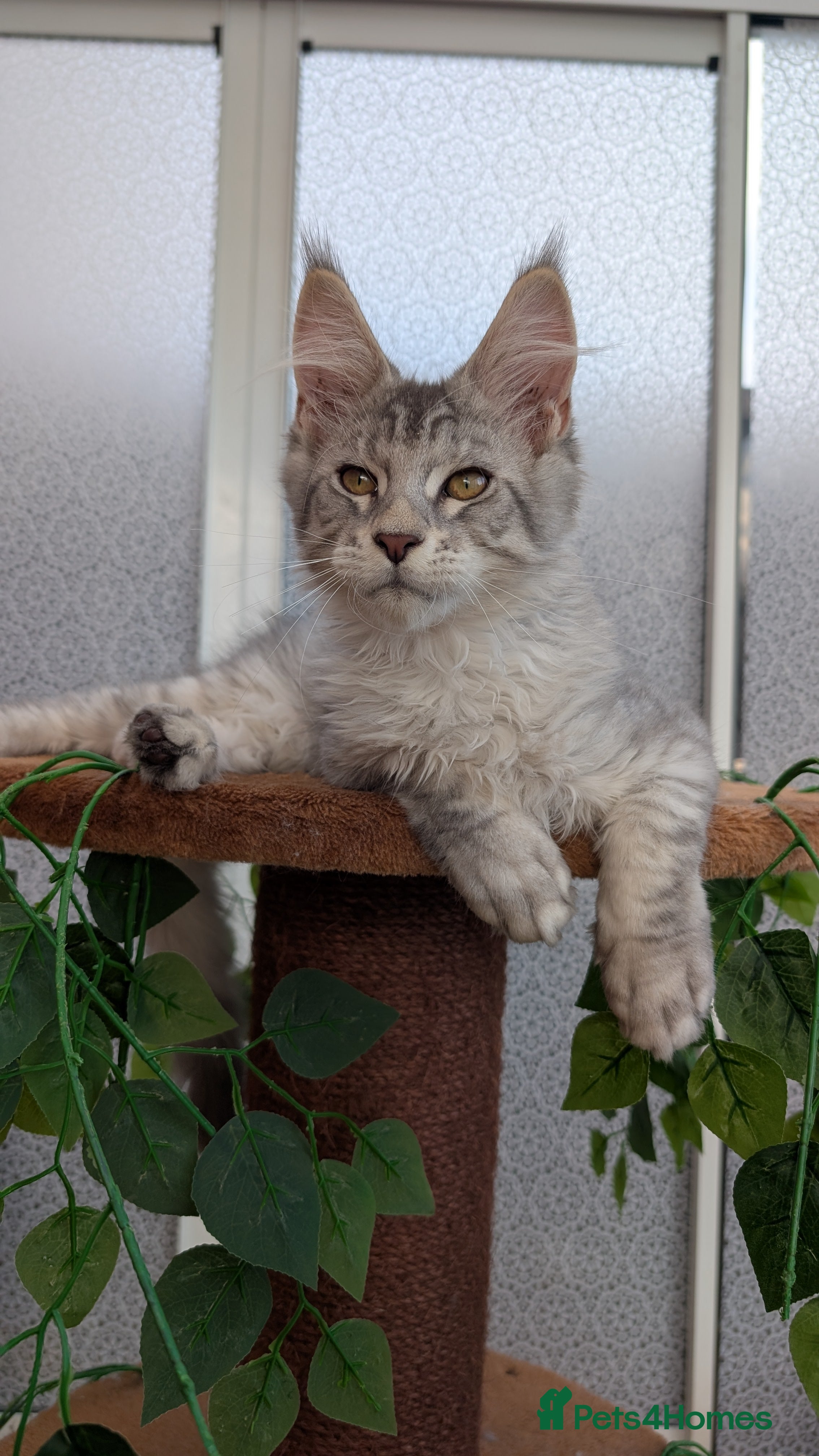 Maine Coon cats Stunning Tica registered Maine coons - Advert 2