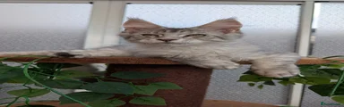 Black tabby boy 